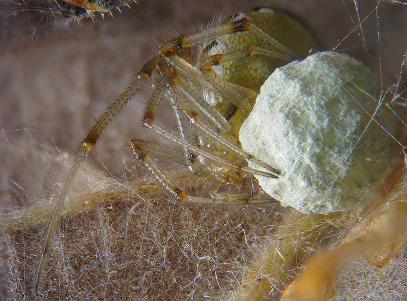 Theridion sp.?  No, Phylloneta cfr. impressa - Sumirago (VA)